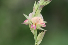 Alysicarpus glumaceus